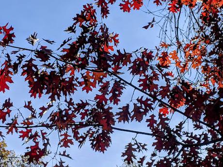 Automne lumineux au jardin botanique de Munich — 40 Bilder / 40 photos — Leuchtender Herbst im Botanischen Garten München