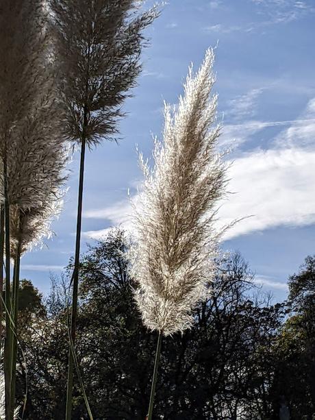 Automne lumineux au jardin botanique de Munich — 40 Bilder / 40 photos — Leuchtender Herbst im Botanischen Garten München