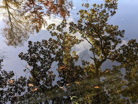 Automne lumineux au jardin botanique de Munich — 40 Bilder / 40 photos — Leuchtender Herbst im Botanischen Garten München
