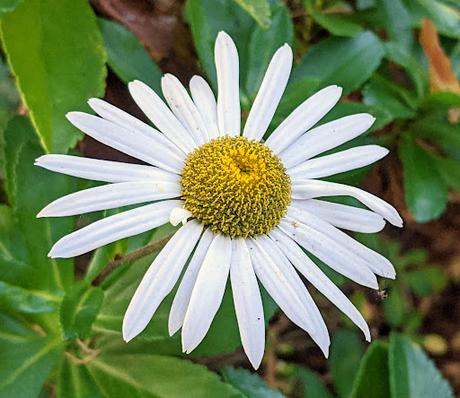 Automne lumineux au jardin botanique de Munich — 40 Bilder / 40 photos — Leuchtender Herbst im Botanischen Garten München