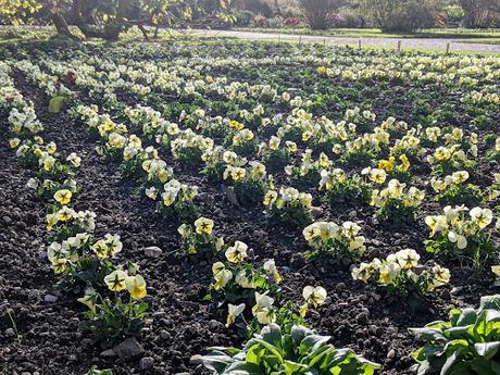 Automne lumineux au jardin botanique de Munich — 40 Bilder / 40 photos — Leuchtender Herbst im Botanischen Garten München