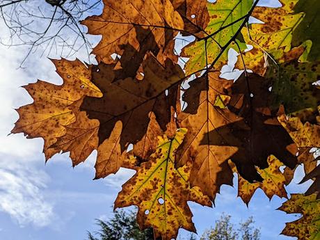 Automne lumineux au jardin botanique de Munich — 40 Bilder / 40 photos — Leuchtender Herbst im Botanischen Garten München