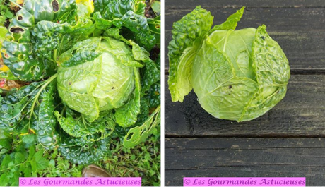 Chou frisé braisé épicé (Vegan) Chou frisé braisé épicé (Vegan)