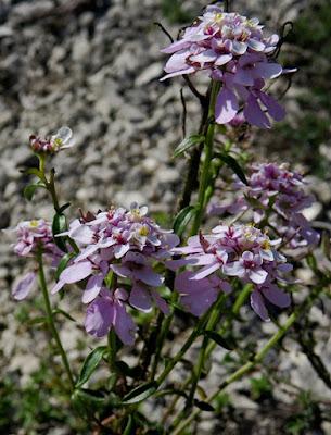 Ibéris de Viollet (Iberis intermedia subsp. violletii)