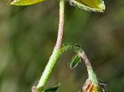 Hélianthème sombre (Helianthemum nummularium subsp. obscurum)
