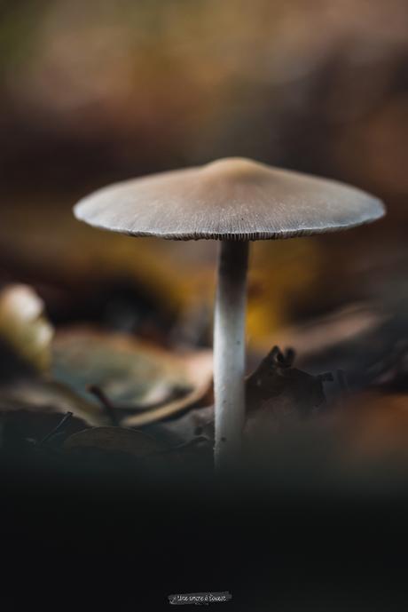 L’automne : la saison des champignons