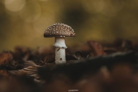 L’automne : la saison des champignons