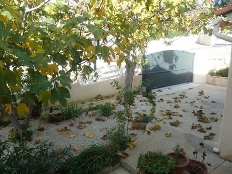 jardin,fleurs,jardinage,plantes,novembre,automne,culture