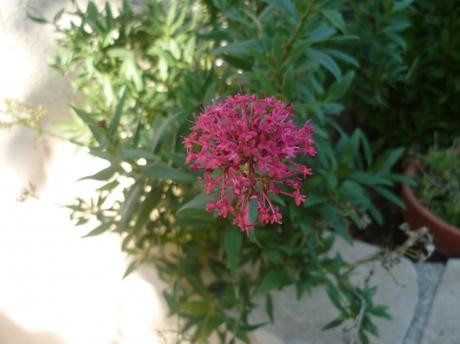 jardin,fleurs,jardinage,plantes,novembre,automne,culture