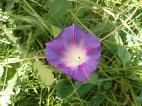 jardin,fleurs,jardinage,plantes,novembre,automne,culture