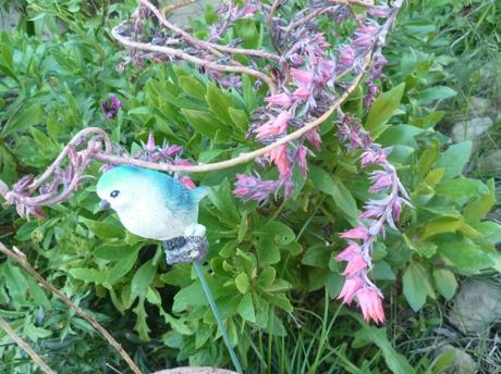 jardin,fleurs,jardinage,plantes,novembre,automne,culture