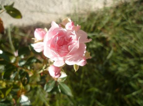 jardin,fleurs,jardinage,plantes,novembre,automne,culture