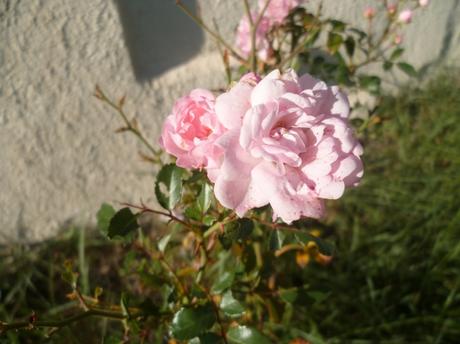 jardin,fleurs,jardinage,plantes,novembre,automne,culture