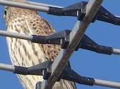 faucon garde l’antenne