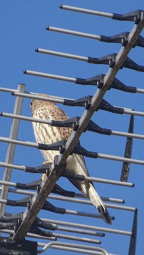 Le faucon garde l’antenne