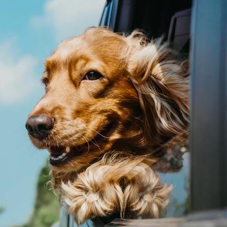 Le Confort Le Confort