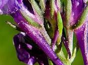 Linaire Pelissier (Linaria pelisseriana)