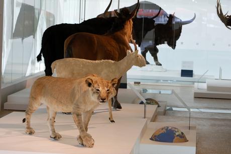 Grotte Cosquer Grotte-Cosquer.jpg