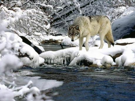 Divers - La beauté du loup