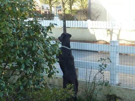 Il arrive !!! P1180184