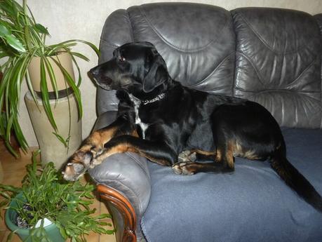 Il arrive !!! P1180215