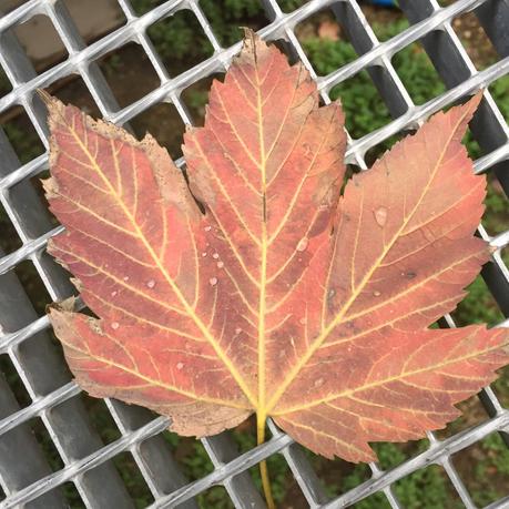 Une feuille recto-verso fullsizeoutput_441f