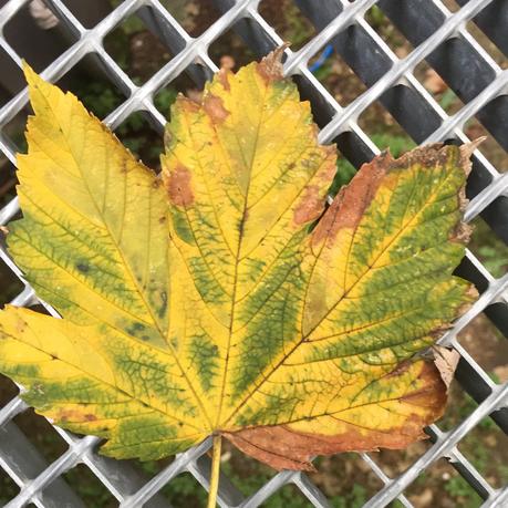 Une feuille recto-verso fullsizeoutput_4420