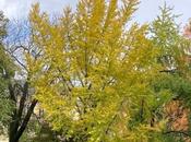 ginkgo tour mode automne