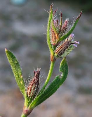 Silène de France (Silene gallica)