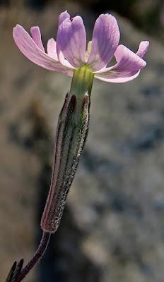Silène soyeux (Silene sericea)