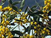 Mimosa feuilles saule (Acacia saligna)