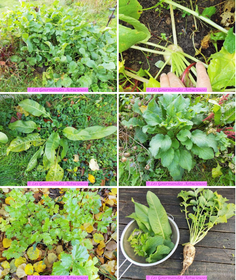 Soupe au radis d'hiver et Cie (Vegan)