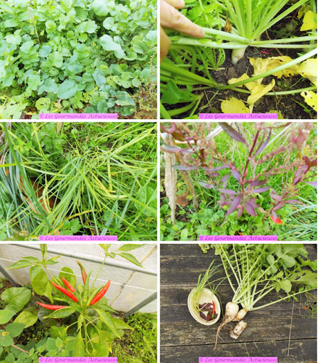 Dahl de pois cassés (Vegan)