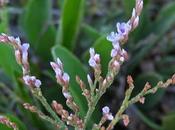 Statice Narbonne (Limonium narbonense)