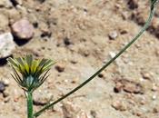 Trépane ombelle (Tolpis umbellata)