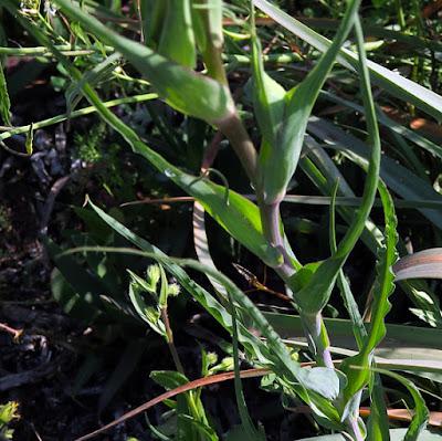 Salsifis à feuilles de poireau (Tragopogon porrifolius)