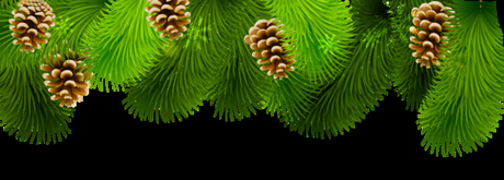 Quelques idées de recettes pour Noël : les entrées et boissons