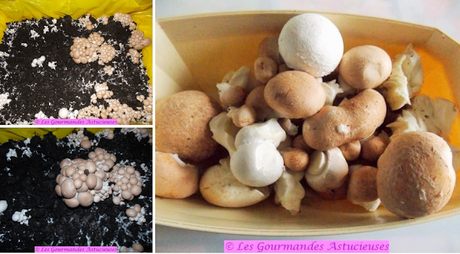 Chou aux champignons à la sauce enveloppante (Vegan) Chou aux champignons à la sauce enveloppante (Vegan)