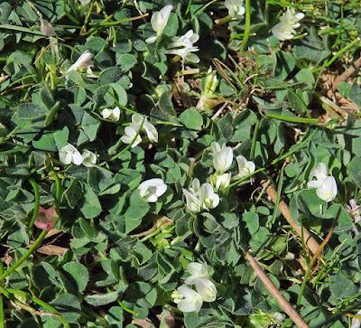 Trèfle enterreur (Trifolium subterraneum)