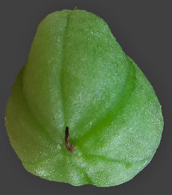 Scille à deux feuilles (Scilla bifolia)
