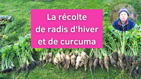 Les récoltes de radis d'hiver (+ idées recettes) et de curcuma (vidéo)