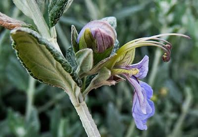 Germandrée arbustive (Teucrium fruticans)