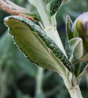 Germandrée arbustive (Teucrium fruticans)