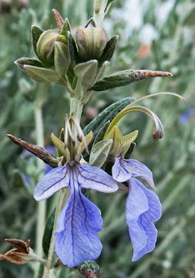 Germandrée arbustive (Teucrium fruticans)