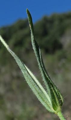Hélianthème taché (Tuberaria guttata)