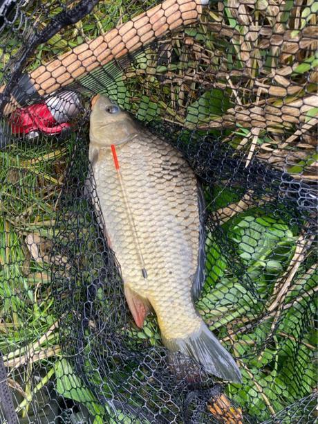 Session de pêche à l’anglaise