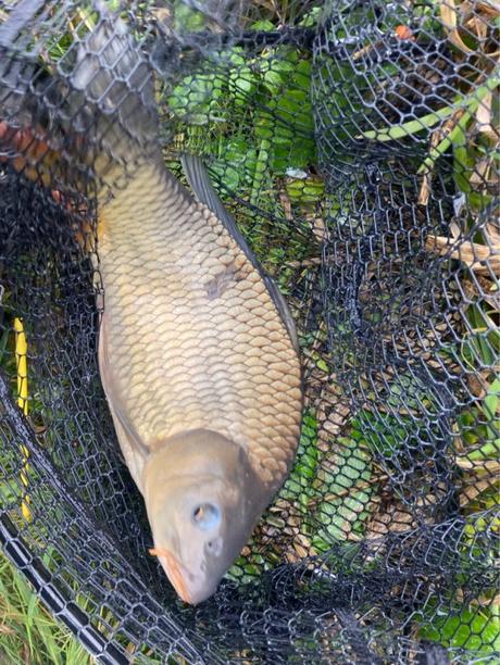 Session de pêche à l’anglaise