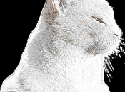 J’habite chez chat