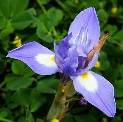 Iris faux sisyrhinque (Moraea sisyrinchium)