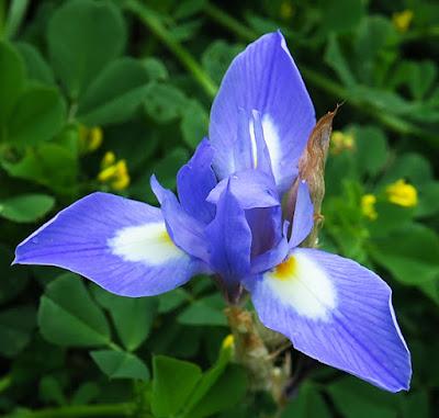 Iris faux sisyrhinque (Moraea sisyrinchium)